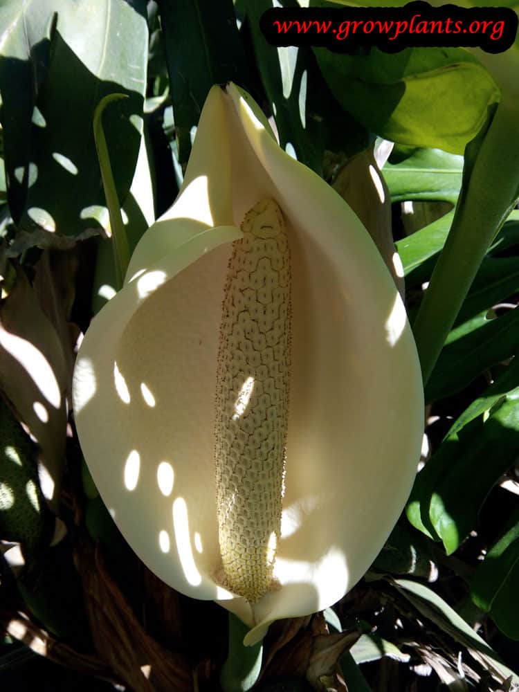 Monstera deliciosa flower