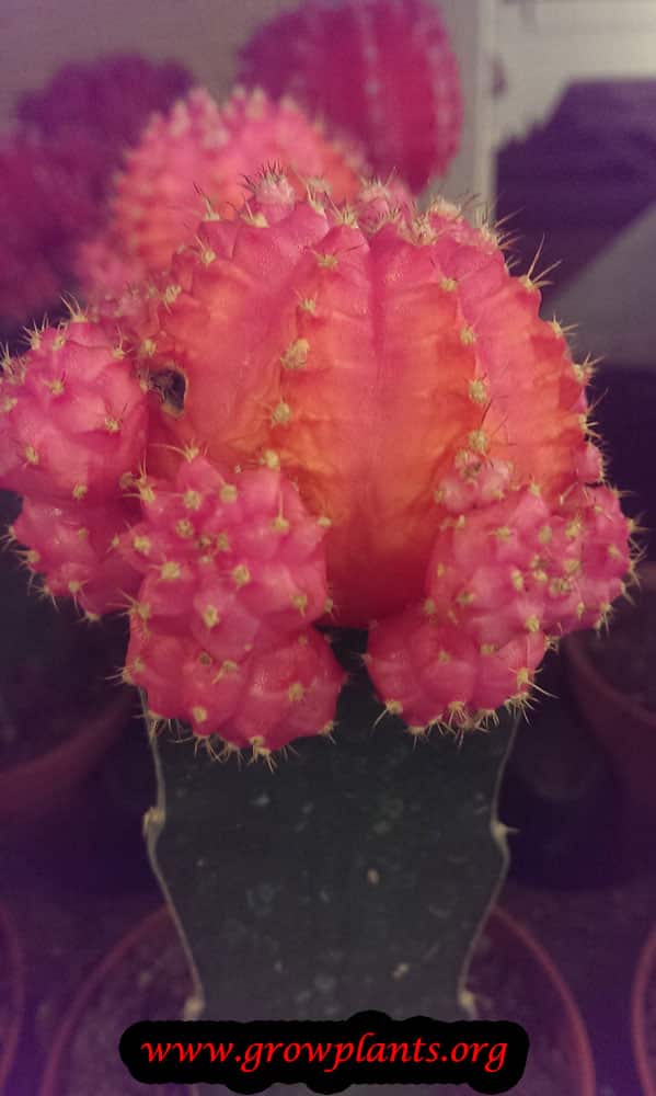 Moon cactus  How to grow care