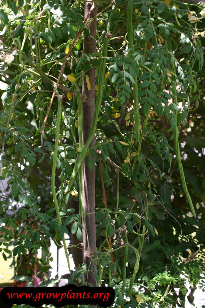 Moringa oleifera How to grow & care