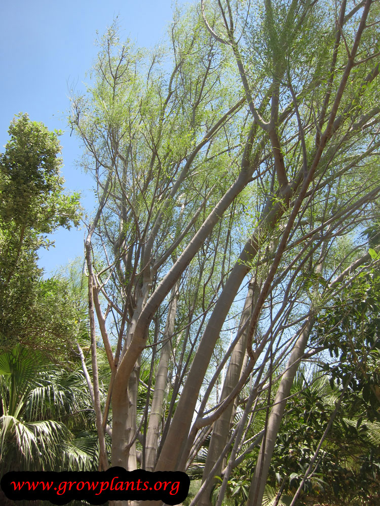 Moringa peregrina