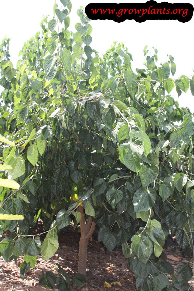 Morus macroura tree