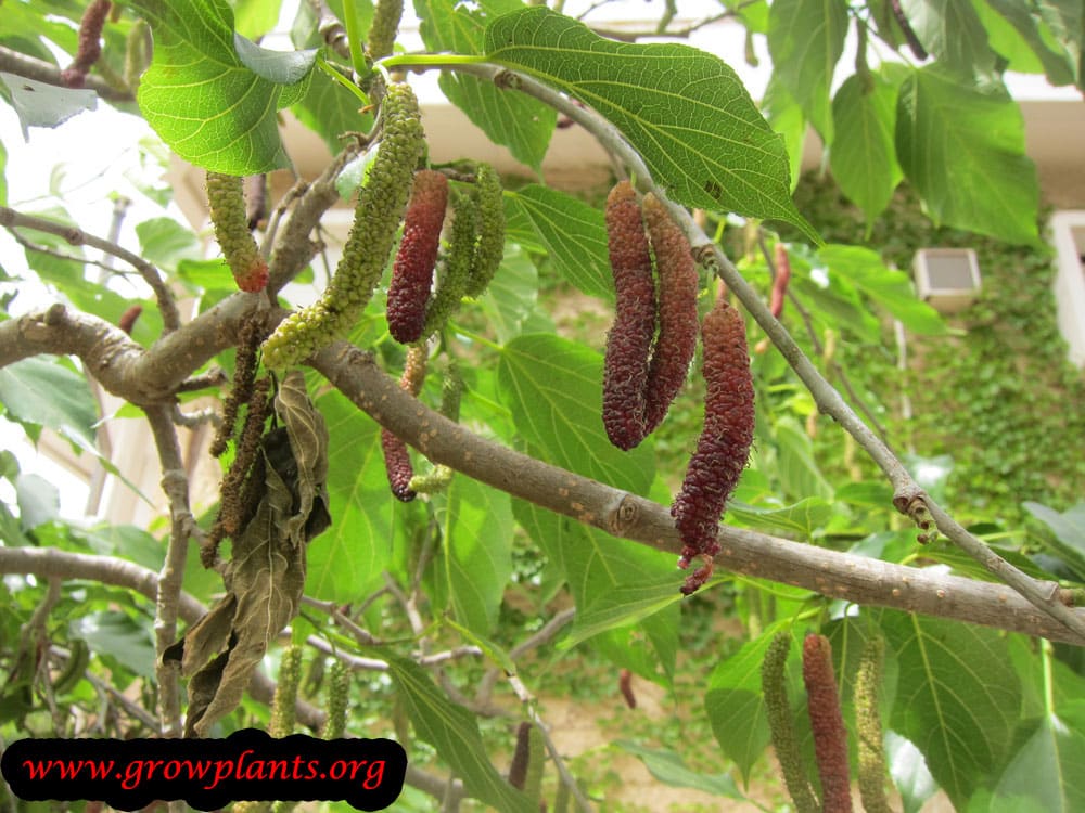 Morus macroura fruits