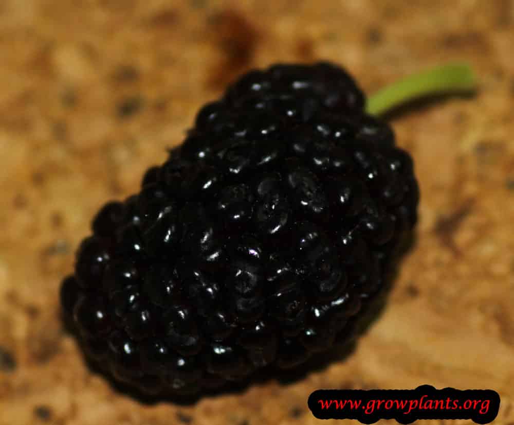 Harvesting Morus nigra