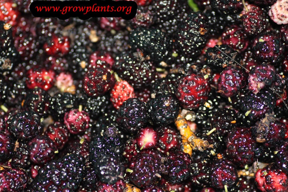Harvesting Mulberry tree