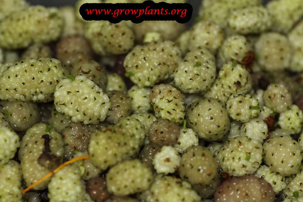 Growing Mulberry tree