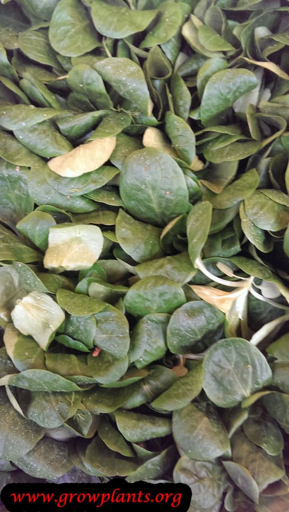 Mung bean plant How to grow & care