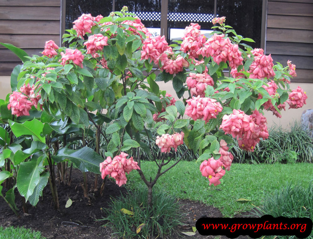 Mussaenda
