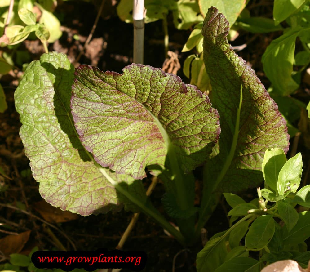 Mustard greens