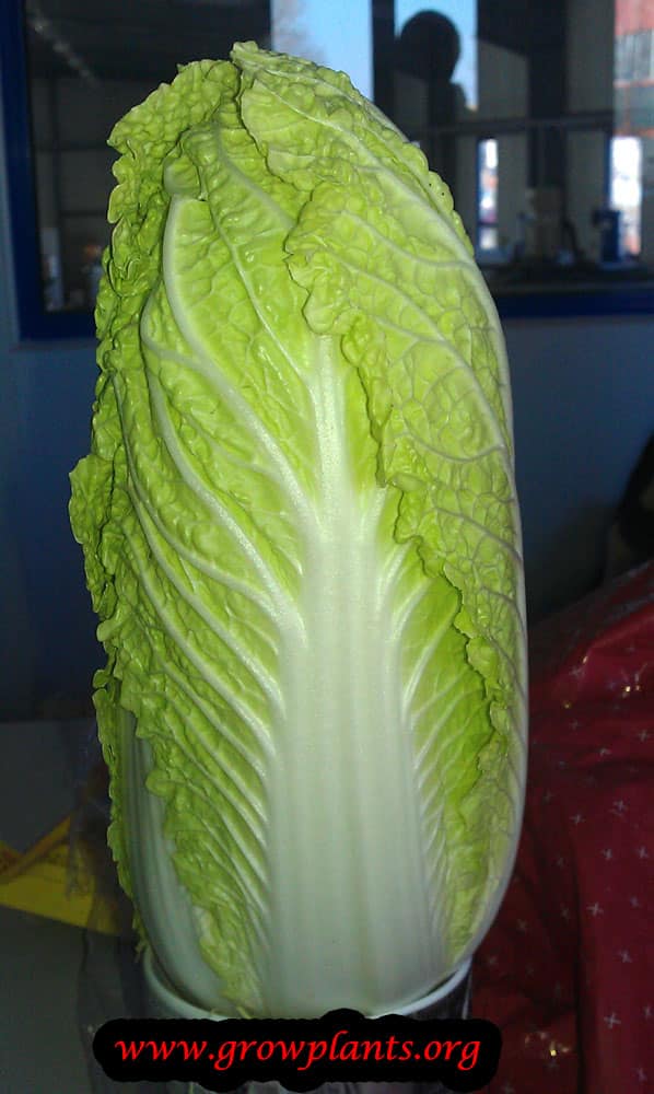 Napa cabbage