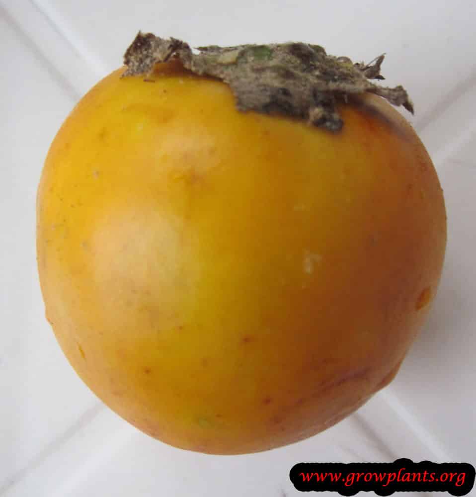 Naranjilla