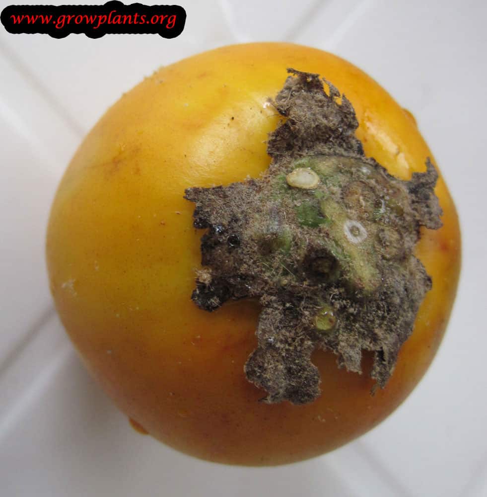 Harvest Naranjilla