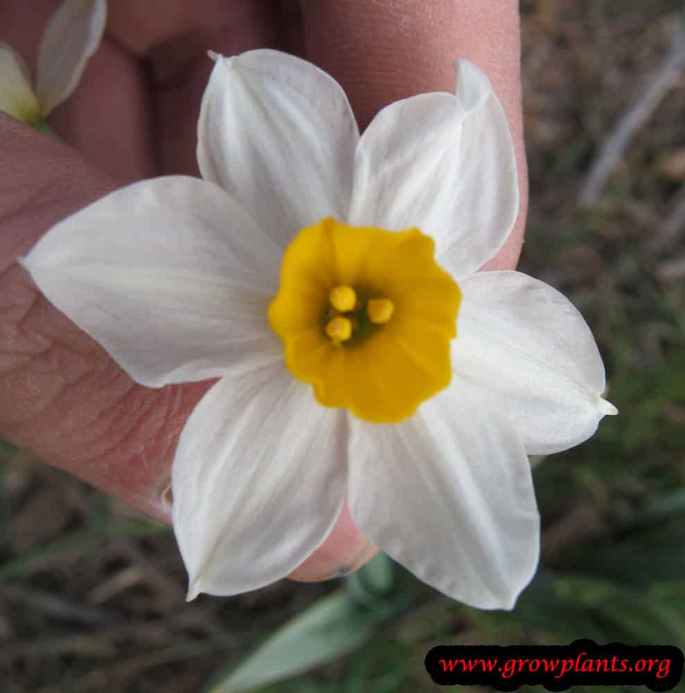 Narcissus tazetta