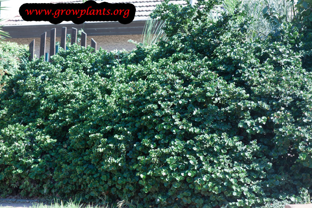 Natal plum