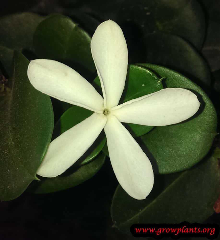 Natal plum flower