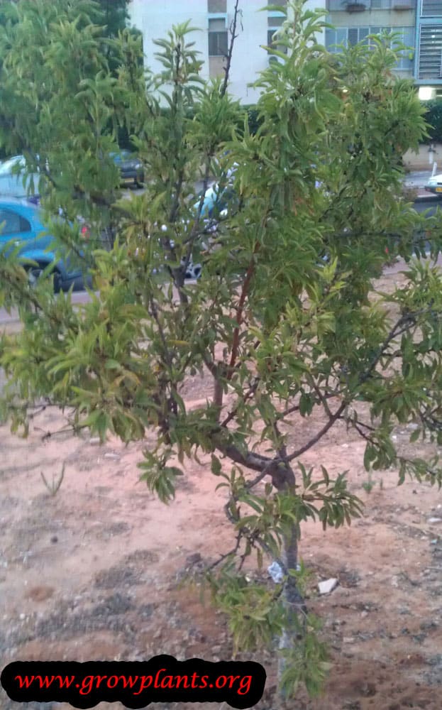 Nectarine tree