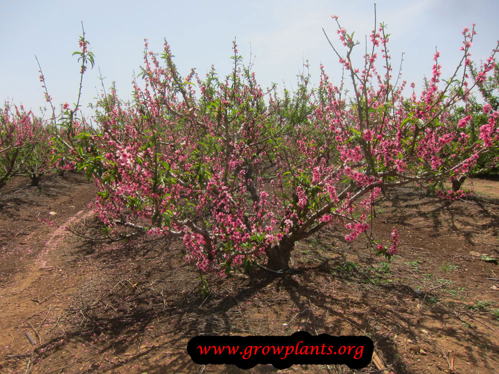 Nectarine tree flowers