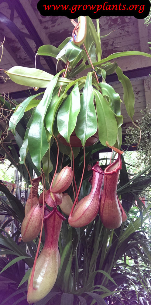 Nepenthes