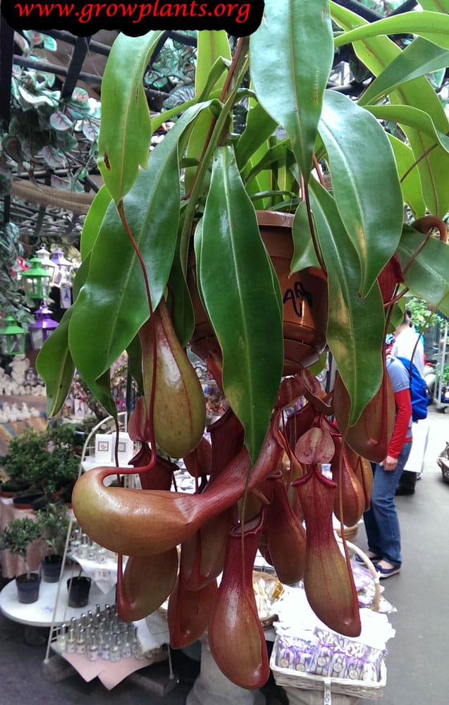 Nepenthes plants