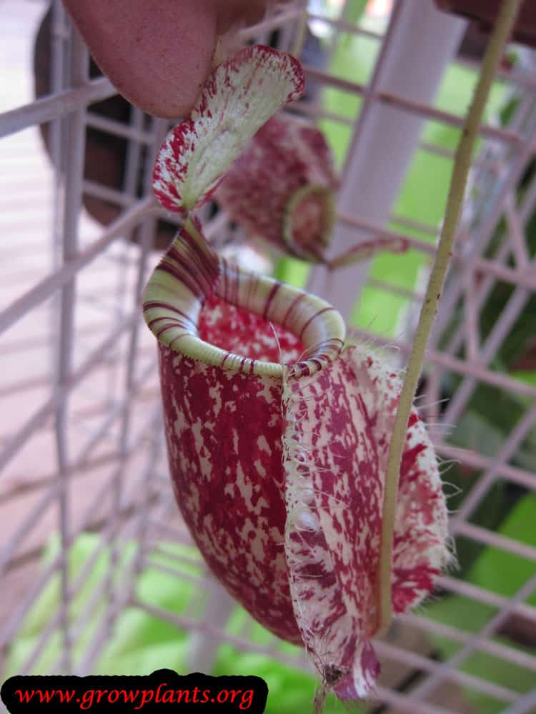 Nepenthes cups