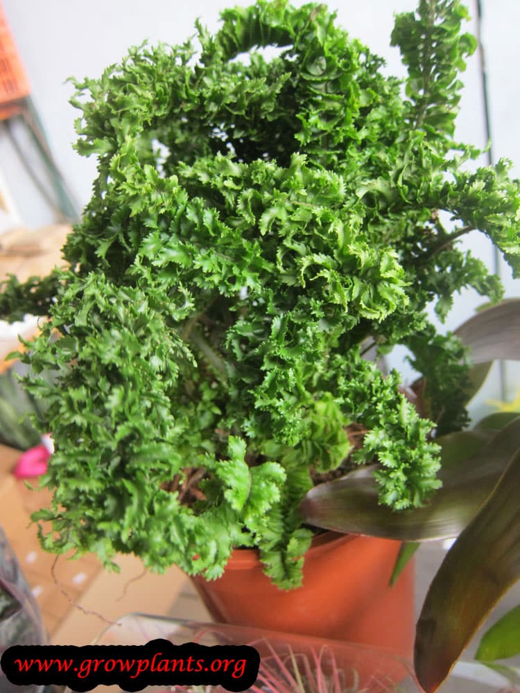 Nephrolepis exaltata