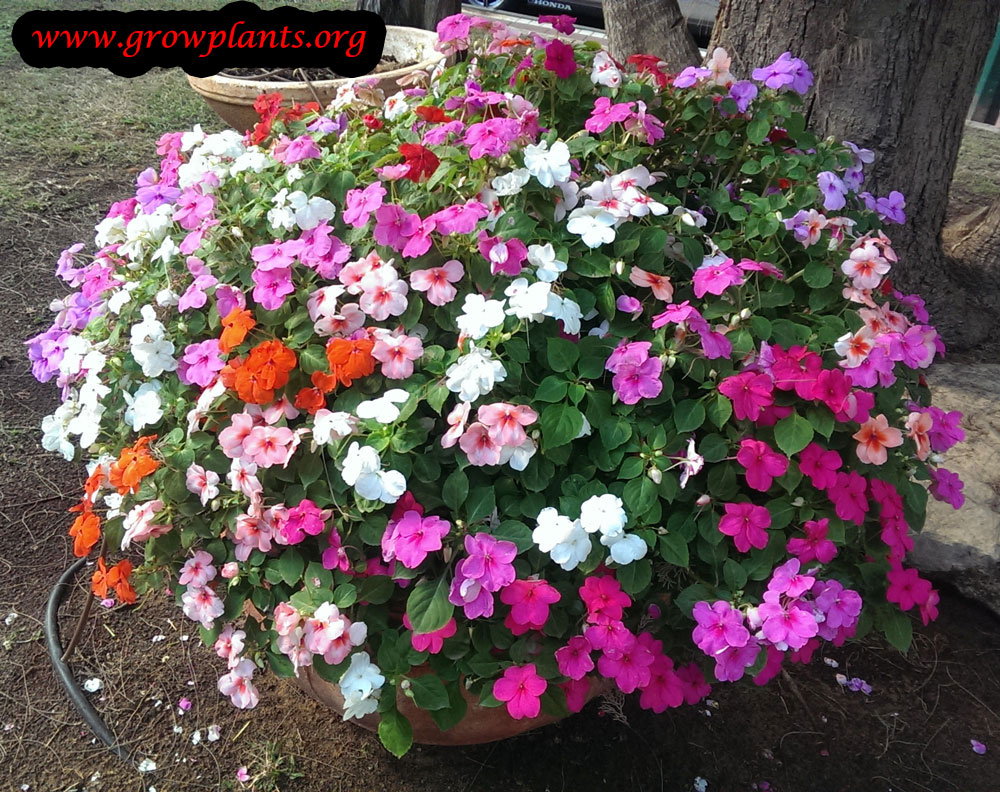 New guinea impatiens