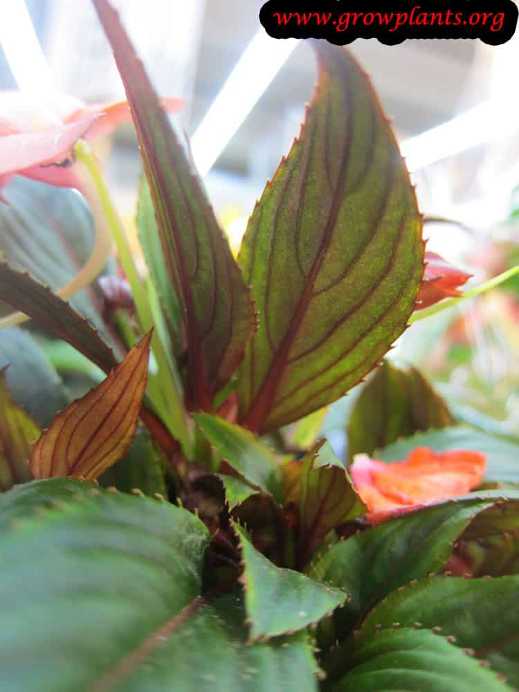 New guinea impatiens leaves