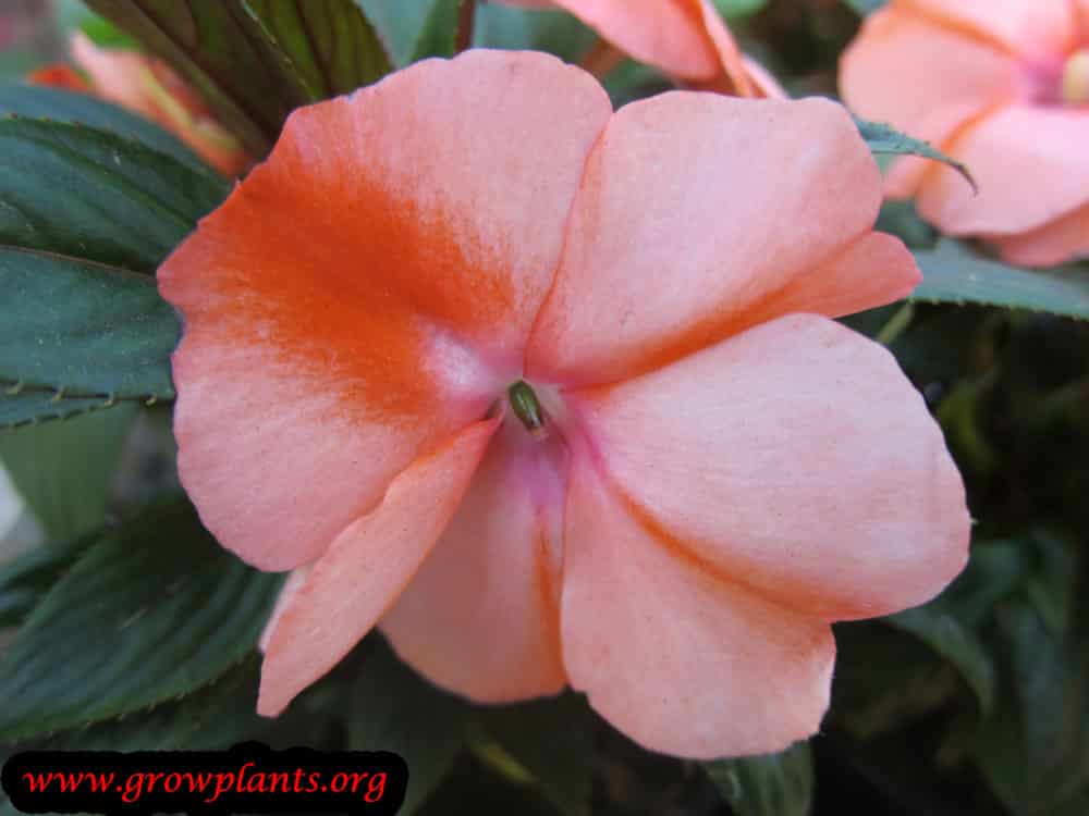 Growing New guinea impatiens