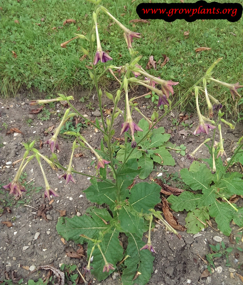 Nicotiana alata