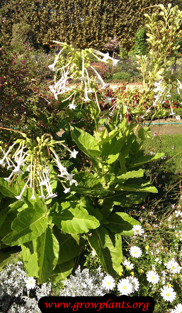 Nicotiana sylvestris