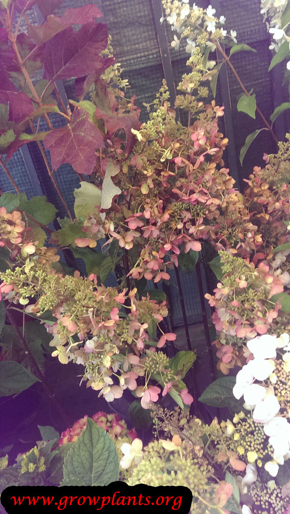 Oakleaf Hydrangea How to grow & care