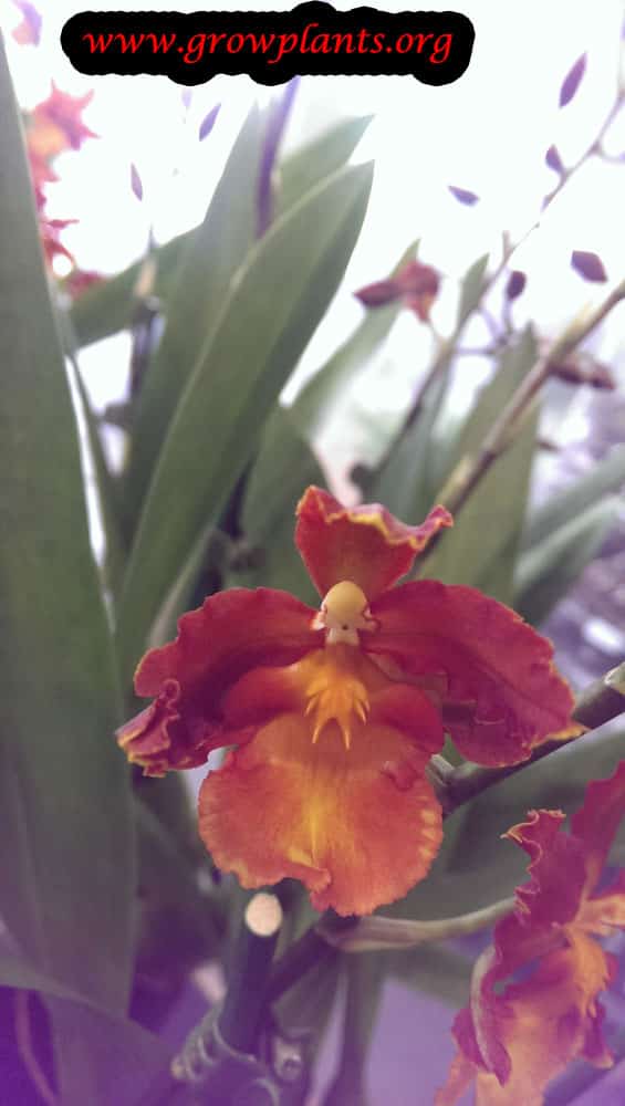 Growing Odontocidium