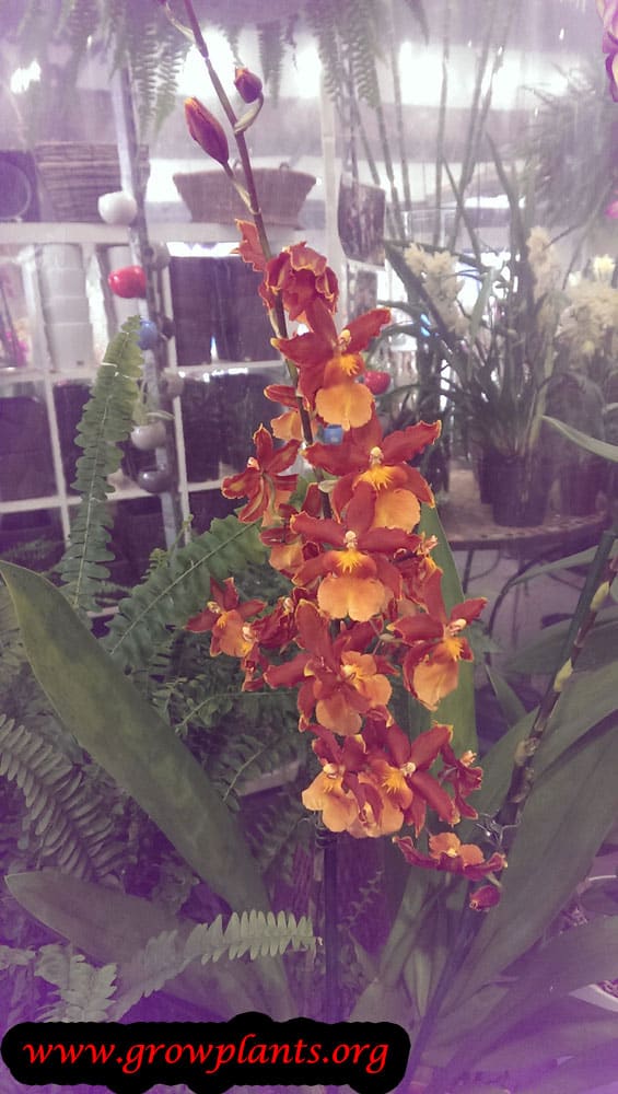 Odontocidium