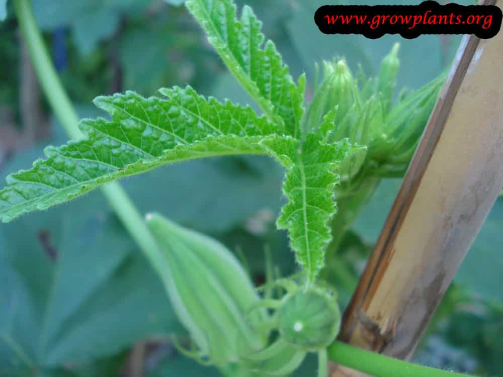 Okra leaves