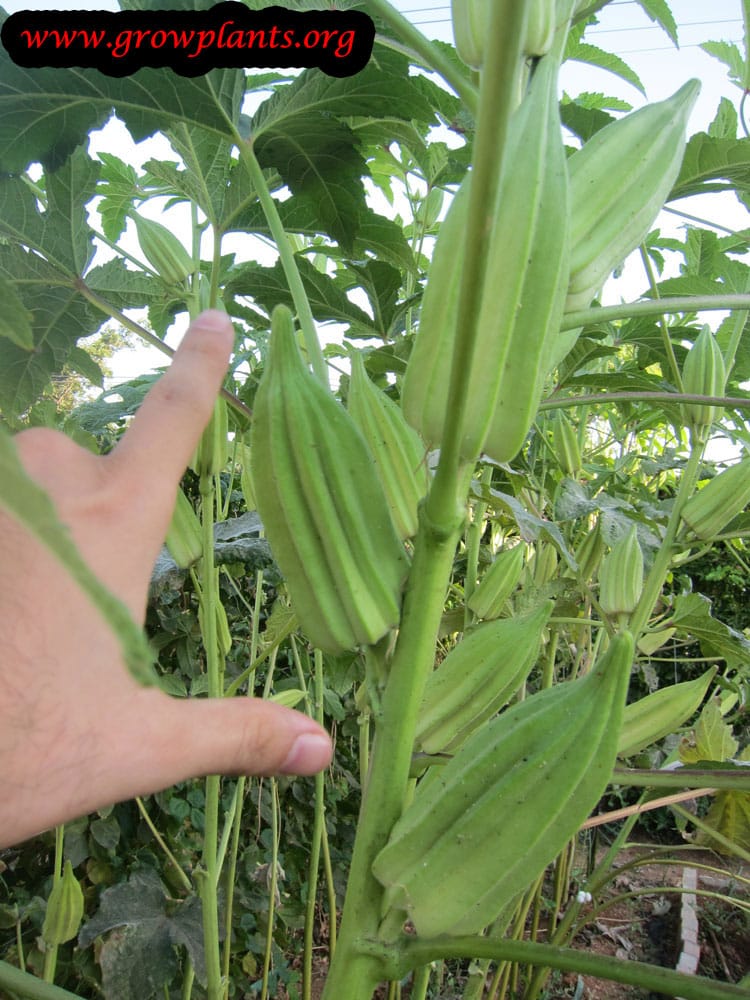 Okra fruit