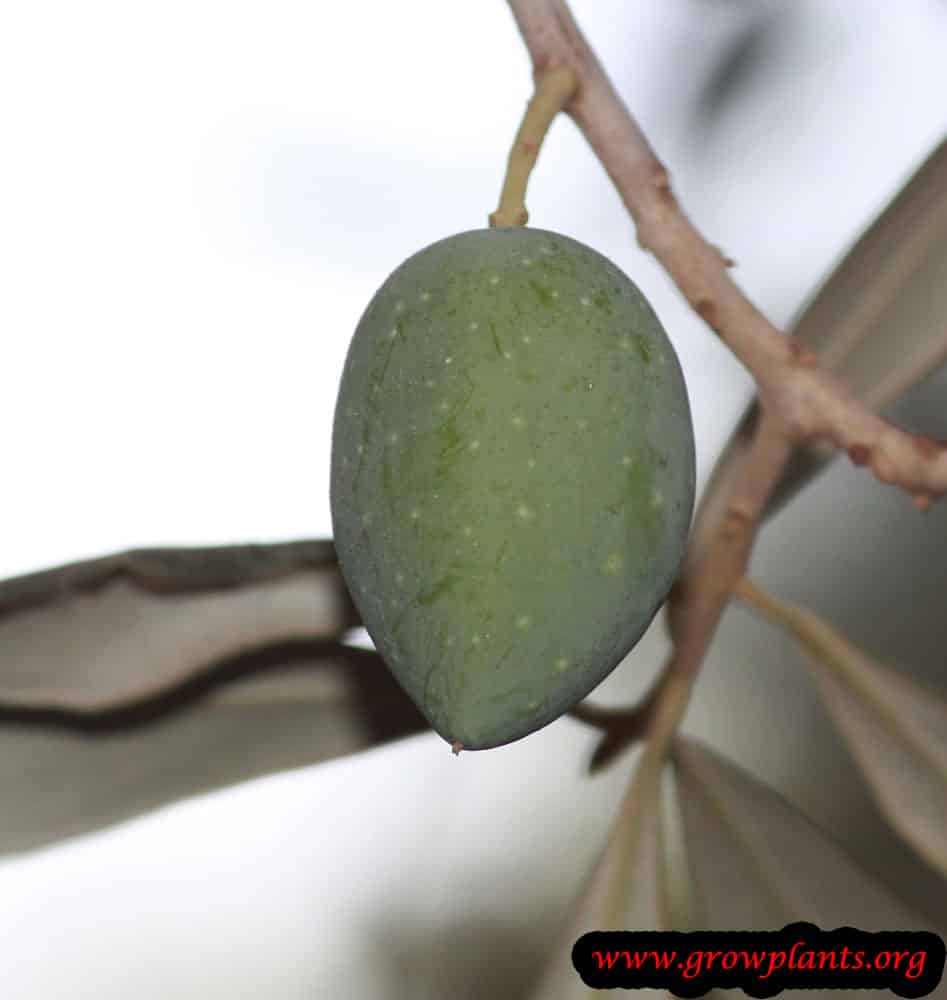 Olive tree fruit