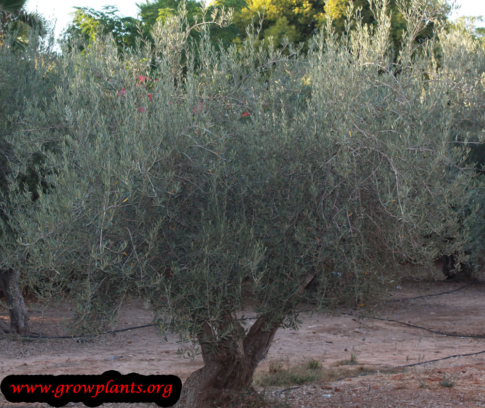 Olive tree care