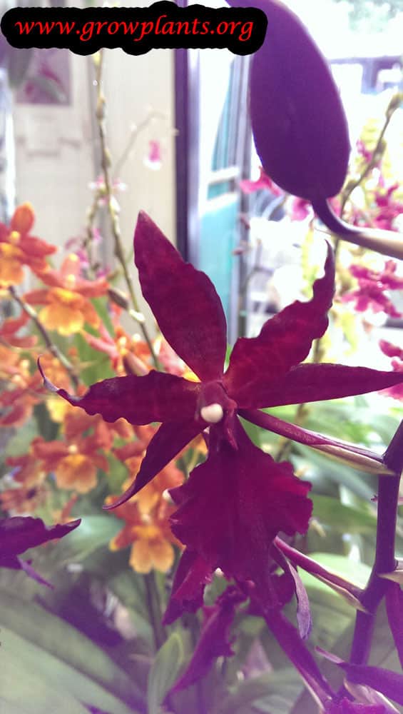 Oncostele plant care
