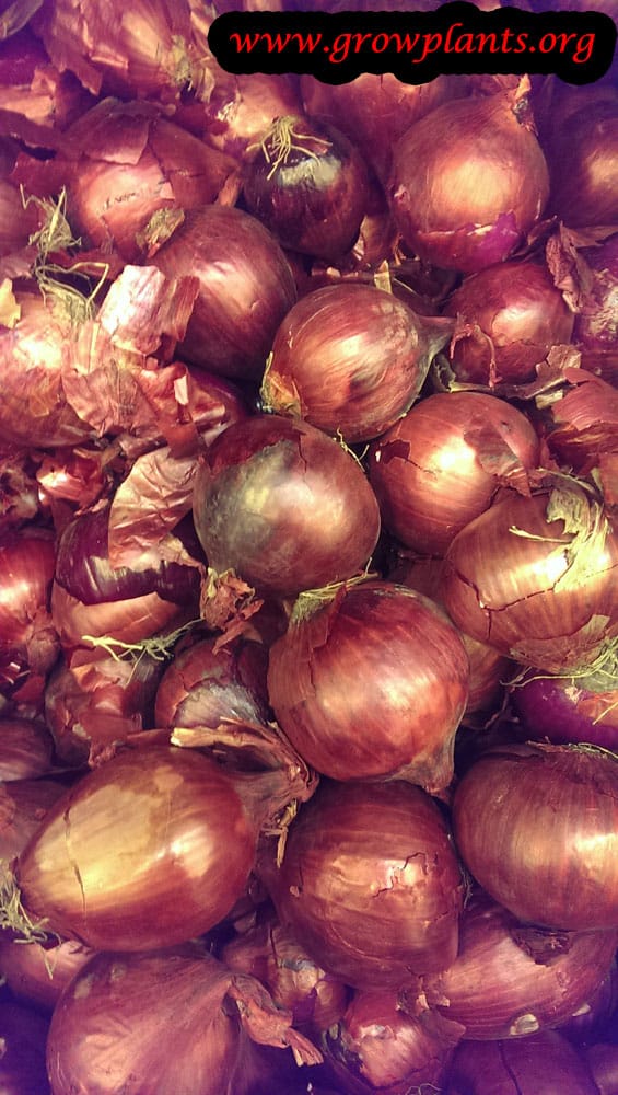 Onions roots