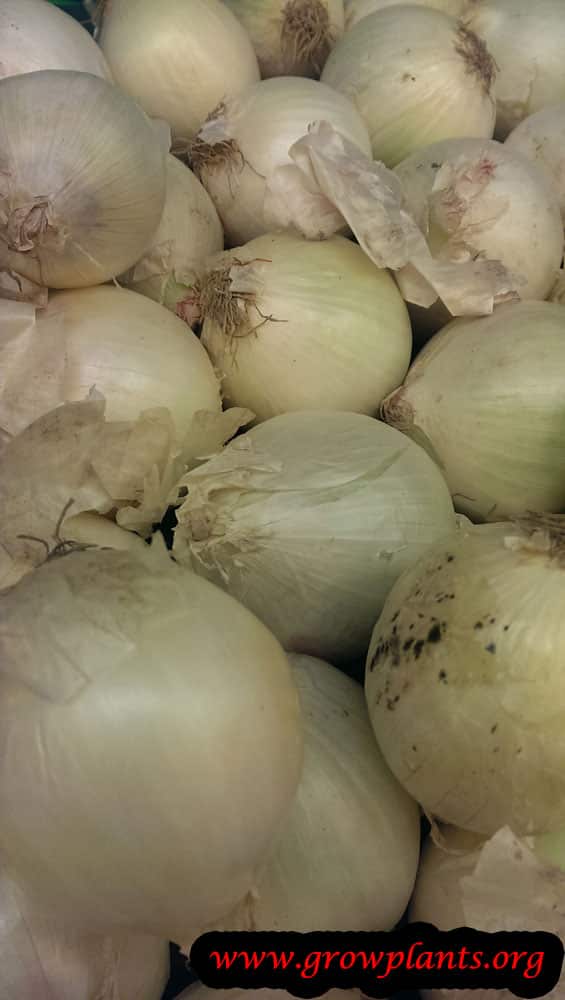 Growing Onion plant