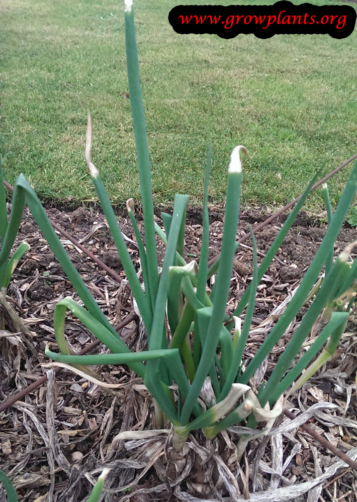 Onion plant care