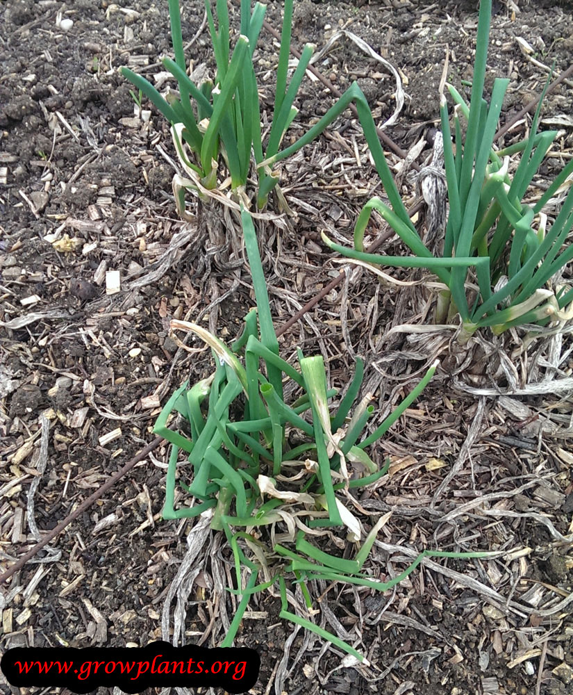 Onion plant