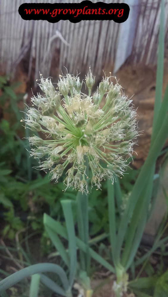 Onion bloom