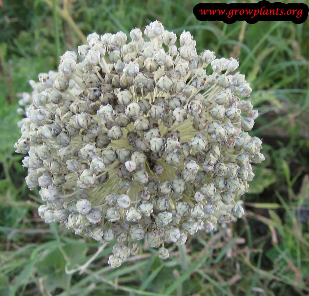 Onion flowers