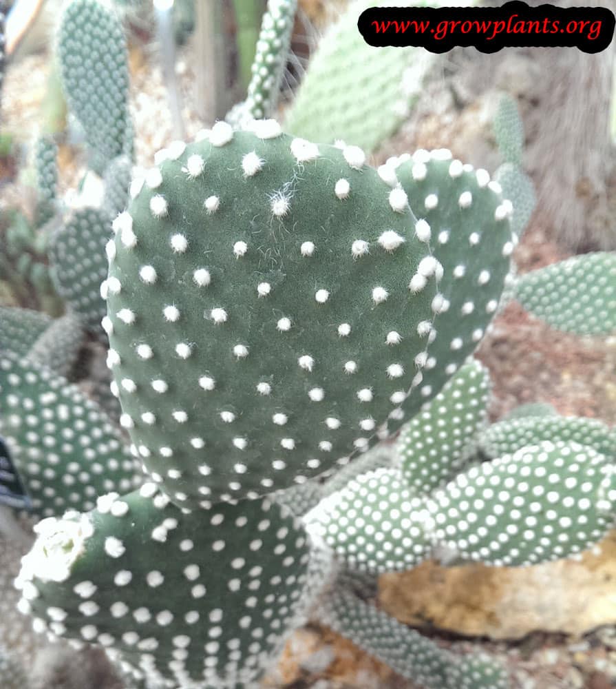 Opuntia microdasys - How to grow & care