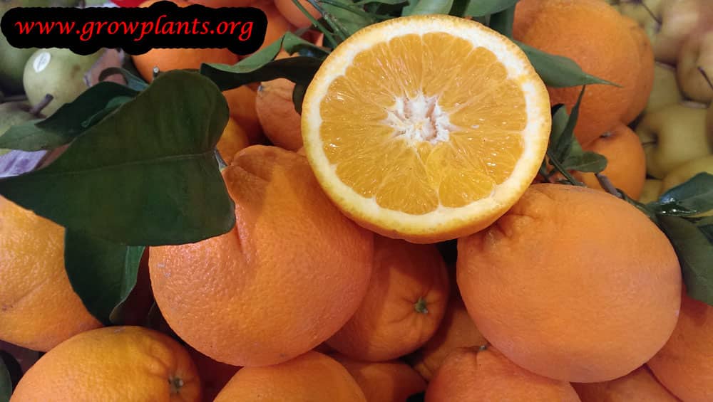 Harvesting Orange tree