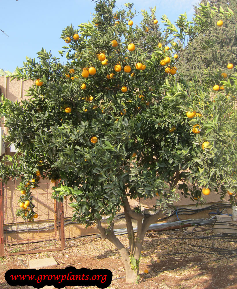 Orange tree - How to grow & care