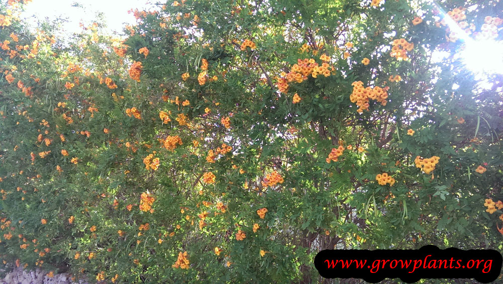 Orange jubilee