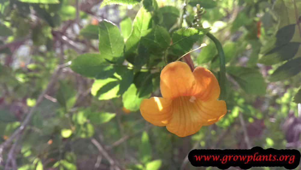 Orange jubilee plant