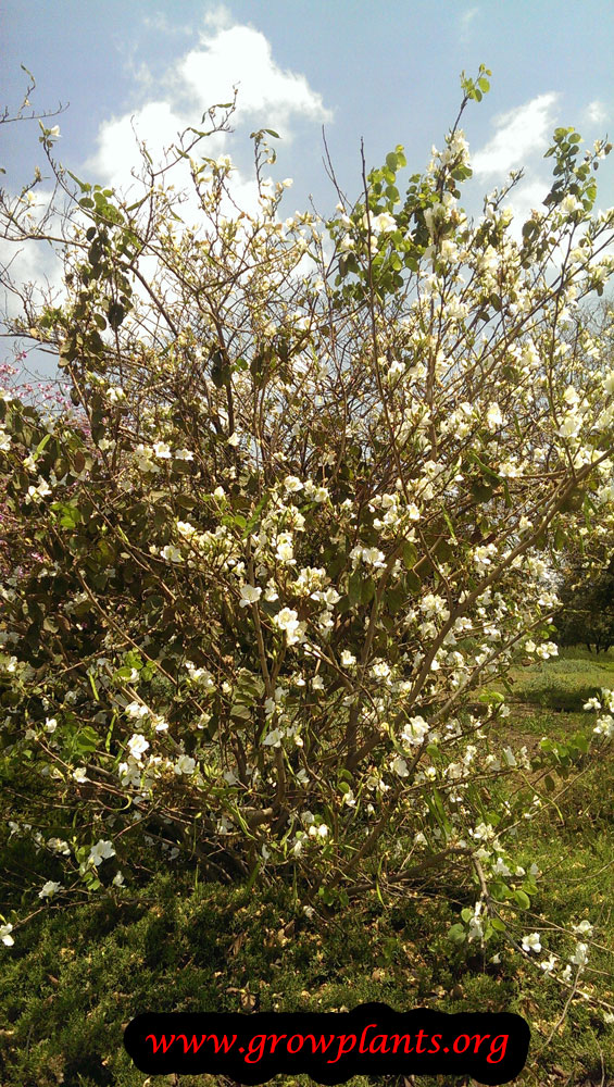 Orchid tree