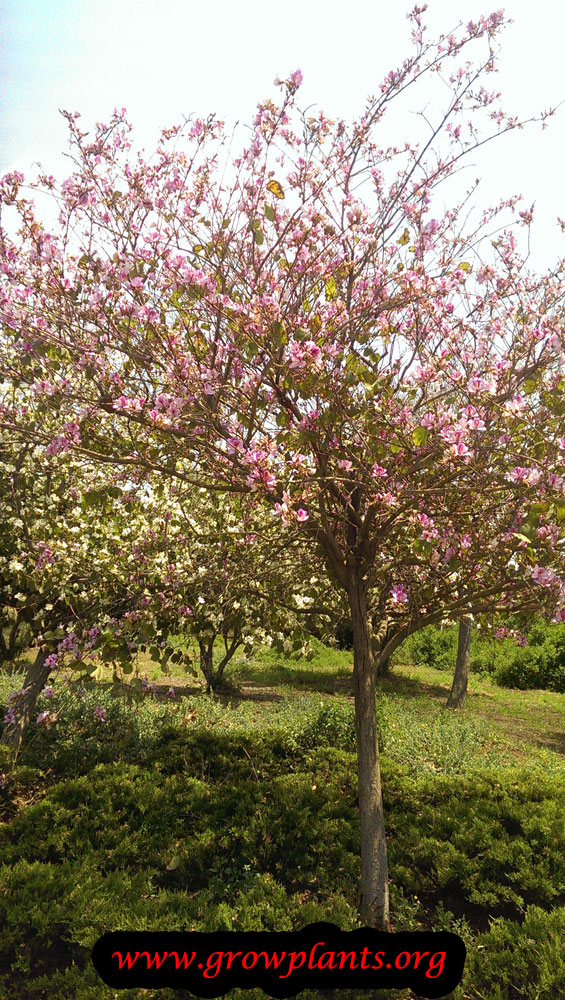 Orchid tree care and grow